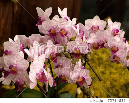 一年中咲いている花　蘭 75714835