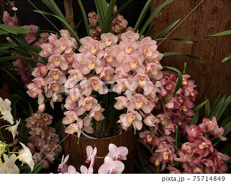 一年中咲いている花　蘭 75714849