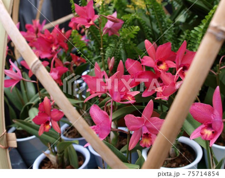 一年中咲いている花　蘭 75714854