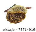 Isolated beehive on stick 75714916