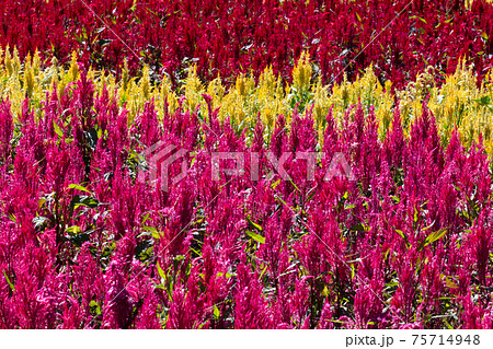 ケイトウの花 75714948