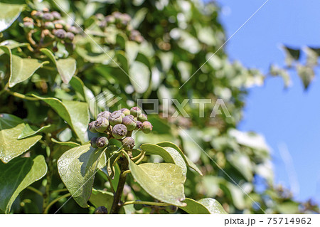 キヅタ（木蔦）の果実 75714962