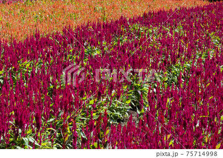 ケイトウの花 75714998