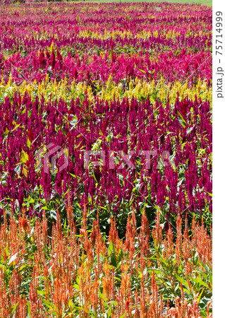 ケイトウの花 75714999