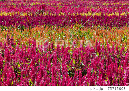 ケイトウの花 75715003