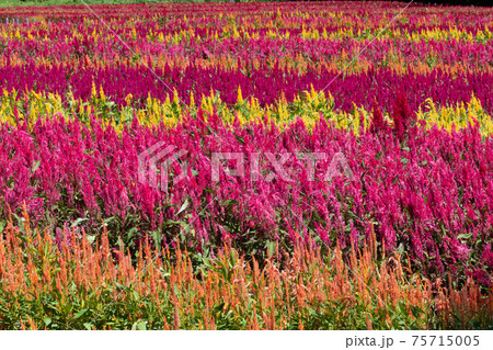 ケイトウの花 75715005