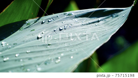 歯の上の水玉 75715198