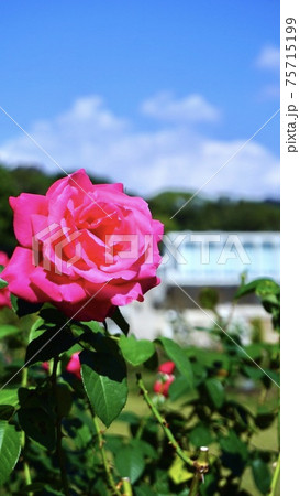 離宮公園の薔薇 離宮公園の薔薇 75715199