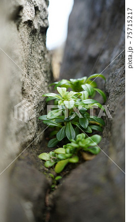 植物 工場 プランツ 75715217