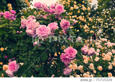 横浜・港の見える丘公園 75715320