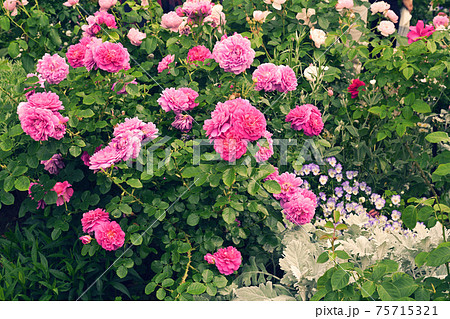 横浜・港の見える丘公園 75715321