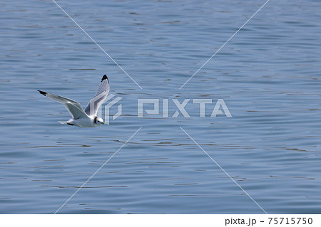 生き物　野鳥　ミツユビカモメ、飛翔。気持ちよさげに海面近くを飛び回ります 75715750