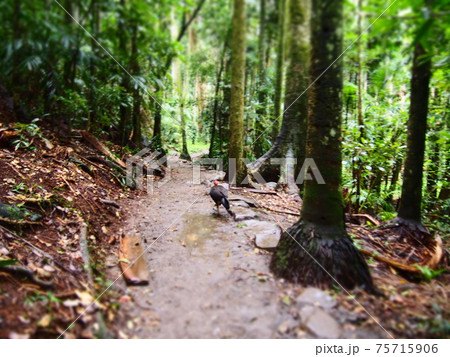 オーストラリア タンボリン国立公園 ジョアラセクション オーストラリア タンボリン国立公園 ジョアラセクション 75715906