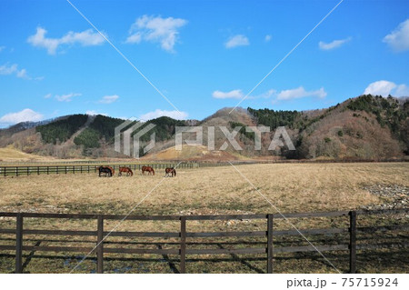 牧場の風景・サラブレッド(北海道日高地方) 牧場の風景・サラブレッド(北海道日高地方) 75715924