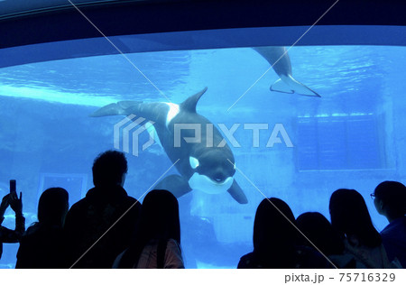 水族館でファンサービスをするシャチ 75716329