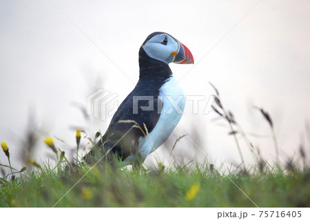 paffin bird on the grass in Iceland paffin bird on the grass in Iceland 75716405