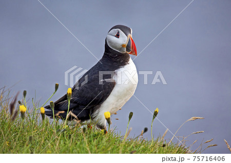 paffin bird on the grass in Iceland paffin bird on the grass in Iceland 75716406