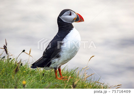 paffin bird on the grass in Iceland paffin bird on the grass in Iceland 75716409