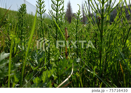 つくし誰の子 75716430