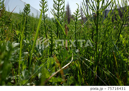 つくし誰の子 75716431