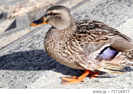 水辺の鳥：カルガモ：大阪府淀川 75716977