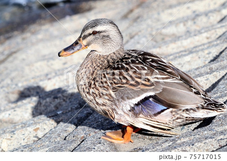 水辺の鳥：カルガモ：大阪府淀川 75717015