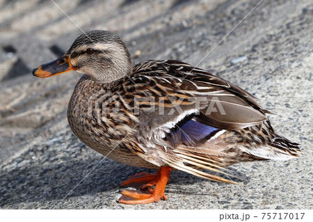 水辺の鳥：カルガモ：大阪府淀川 75717017
