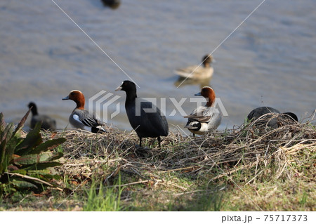 冬の河川敷で休憩するオオバンとヒドリガモのオス 冬の河川敷で休憩するオオバンとヒドリガモのオス 75717373