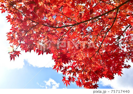 紅葉　秋　吉水園 75717440