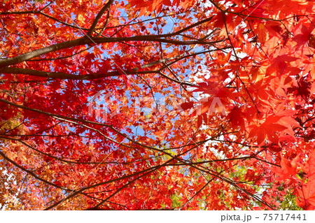 紅葉 秋 吉水園 紅葉 秋 吉水園 75717441