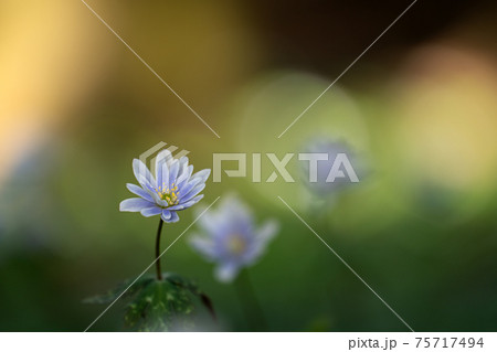 ユキワリイチゲの花のクローズアップ 75717494