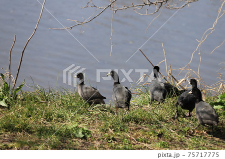 冬の河川敷で休憩するオオバンの群れ 75717775