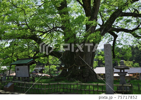野間の大けやき　能勢　大阪 75717852