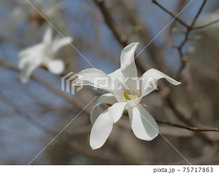 シデコブシの白い花 75717863