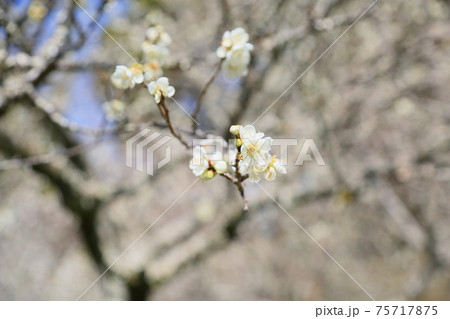 白梅の花 75717875