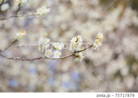 白梅の花 75717879