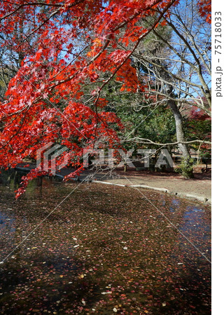 紅葉の曽木公園 紅葉の曽木公園 75718033