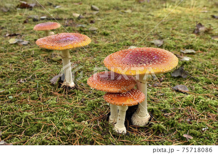 ベニテングダケ 75718086