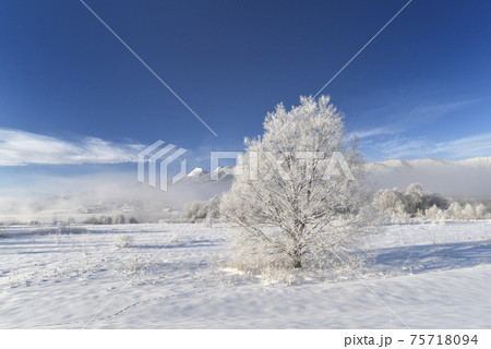 富良野の冬 75718094