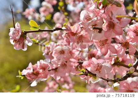 日本の春の花・満開の木瓜(ぼけ) 日本の春の花・満開の木瓜(ぼけ) 75718119
