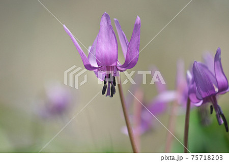 カタクリの花 75718203