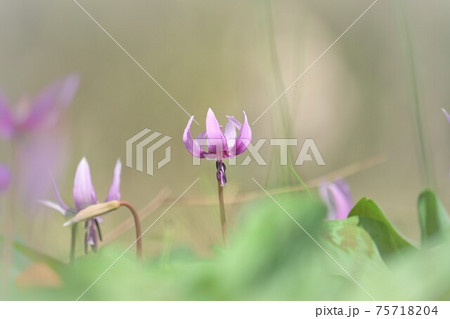 カタクリの花 カタクリの花 75718204