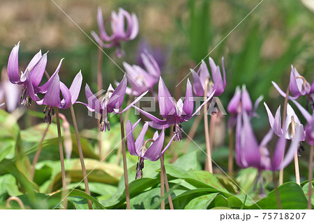 カタクリの花畑 75718207