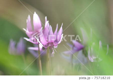 カタクリの花 75718210