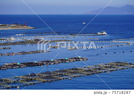 柏島の真鯛の養殖場 柏島の真鯛の養殖場 75718287