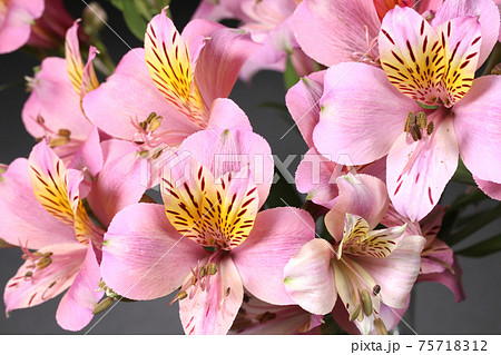 アルストロメリア クローズアップ アルストロメリア クローズアップ 75718312