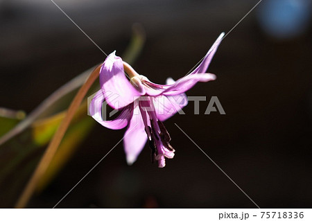 カタクリの花　逆光で色が一層綺麗に見えました 75718336
