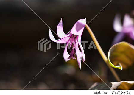 カタクリの花　逆光で色が一層綺麗に見えました 75718337