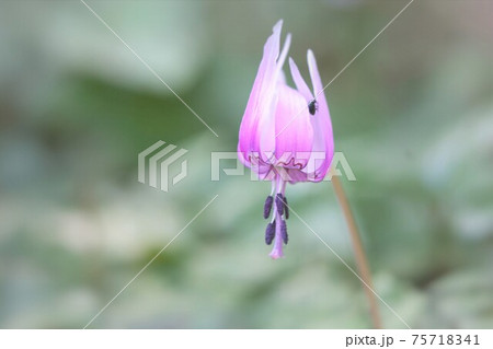 カタクリの花　虫が来ていました 75718341