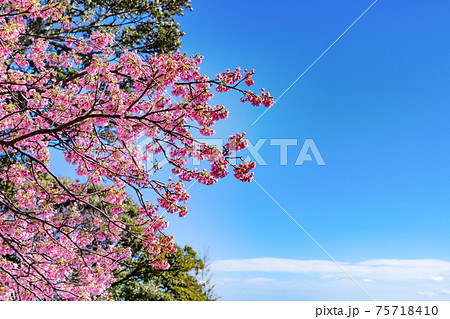 静岡県賀茂郡河津町　河津城跡公園(頂上)の桜 75718410